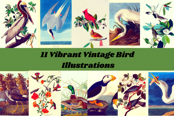 11 Vibrant Vintage Bird Illustrations: Unlocking Timeless Design