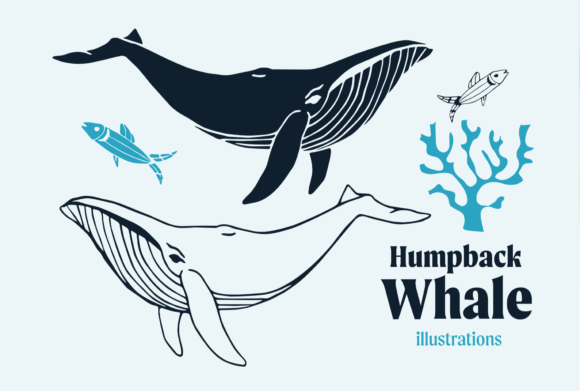 Capturing the Ocean's Gentle Giant: Humpback Whale Vector Art