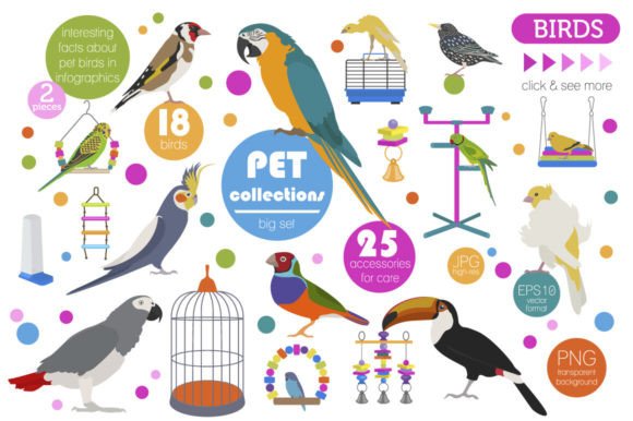 Pet Birds Illustrations Set: A Designer's Guide to Feathered Assets